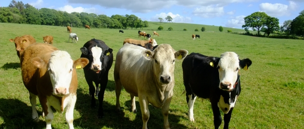 cattle in field